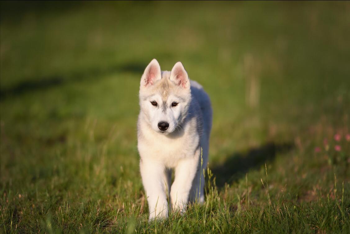 雪橇犬哈士奇西伯利亚,雪橇犬哈士奇为什么那么聪明