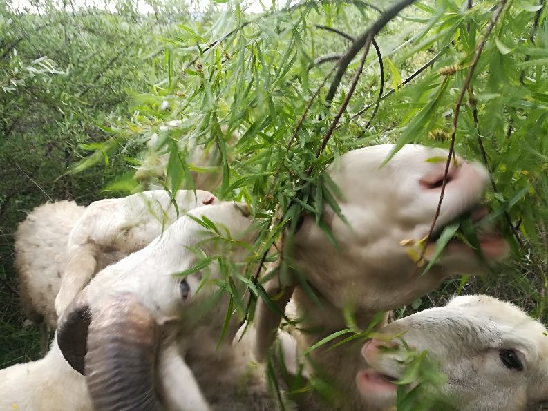 家庭养羊违法吗,农村小规模养羊怎么养合适