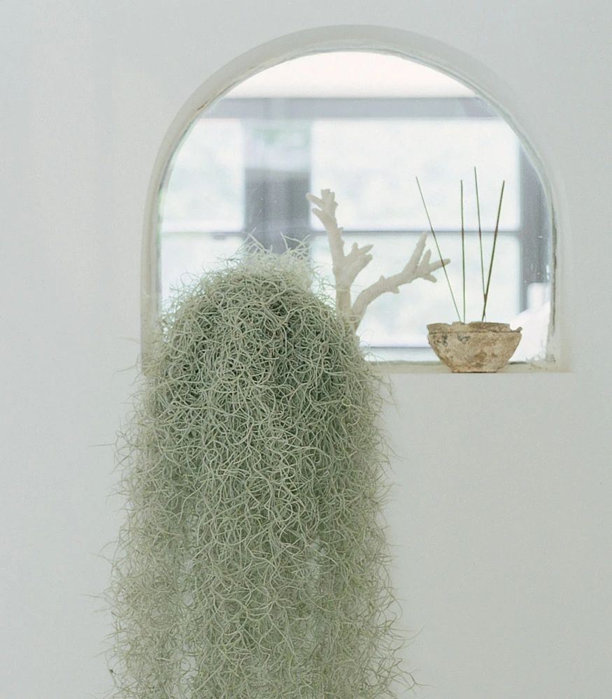 适合室内种植的爬藤植物有哪些,跟绿萝一样好养的爬藤植物