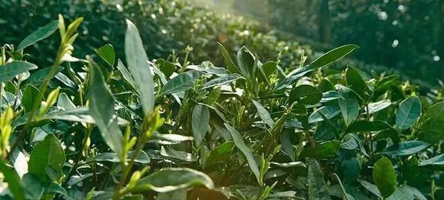 关于龙井茶的五个实用常识,正宗龙井茶怎么选购好的
