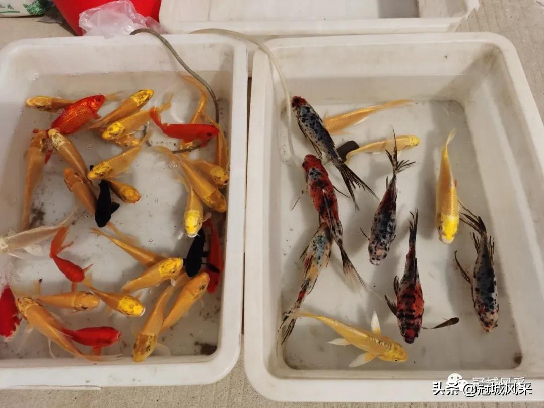 北板桥村赶会,冠县梁堂镇北黄城村历史记载