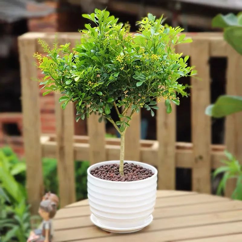 米兰春天怎么养护,家里养米兰花风水好不好