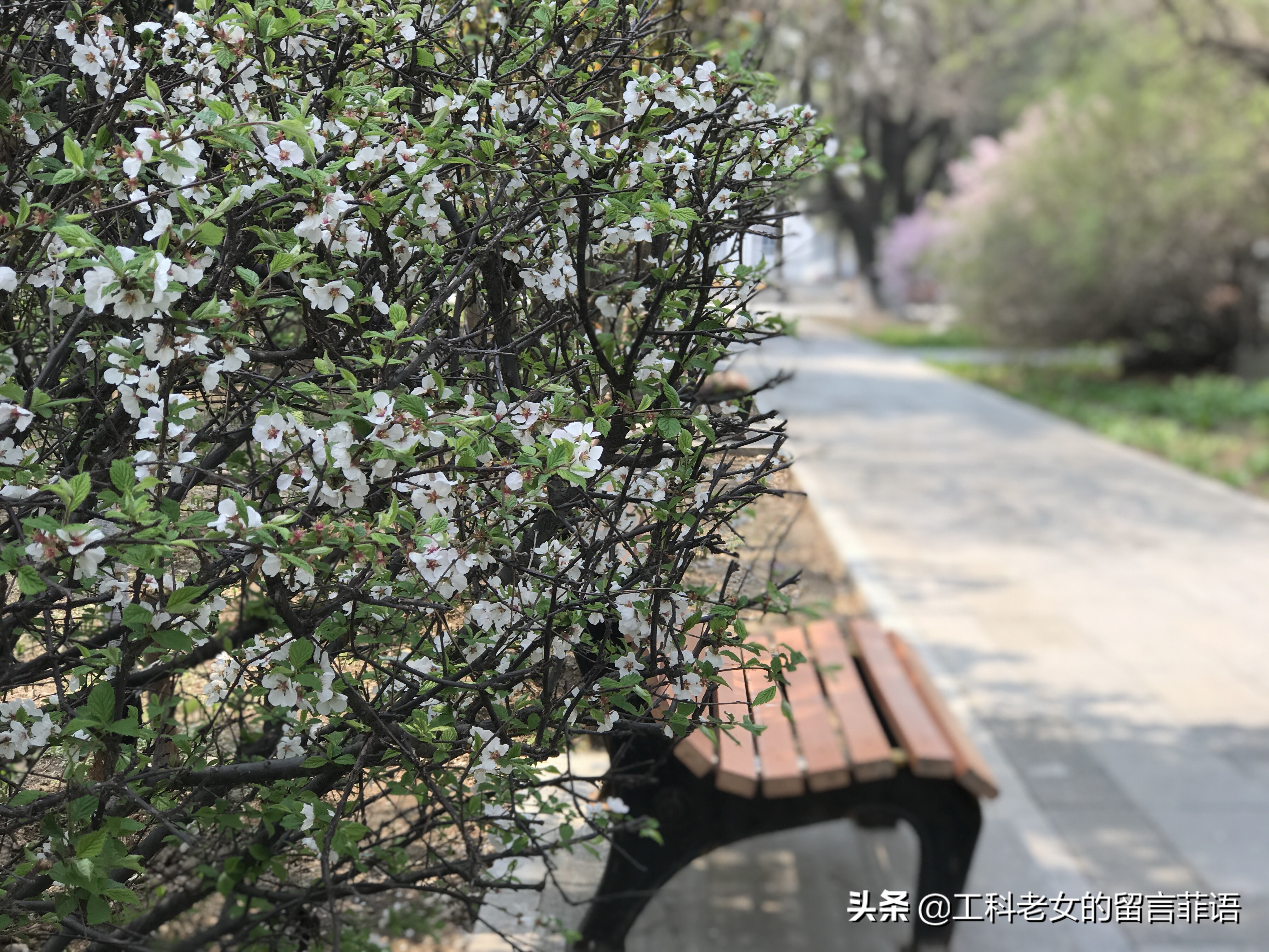 带你领略自然美,带你领略春天独有的浪漫