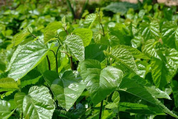 怎么种植桑树,蚕农种植什么桑树品种好