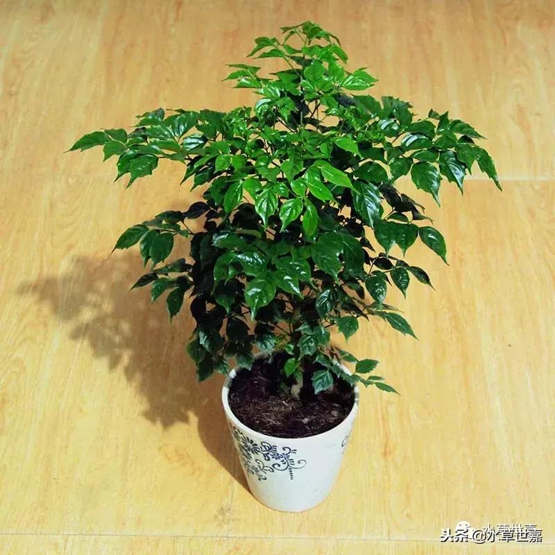 30cm水陆缸适合养什么,水陆缸植物前景中景后景搭配介绍