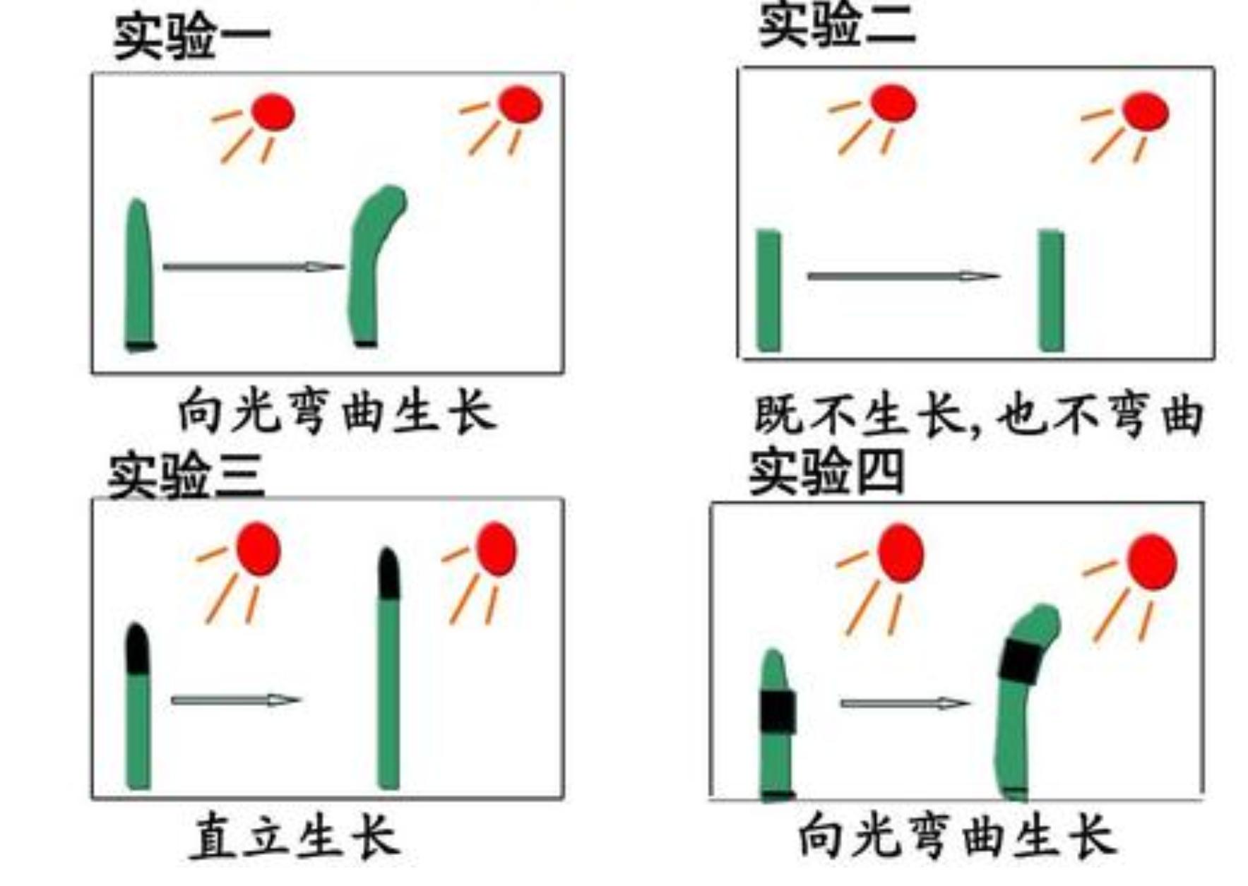 向日葵向阳生长是哪种生命现象,向日葵向阳生长的原因