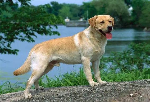 收购老土狗有什么用,农村有人高价收购10年以上老土狗