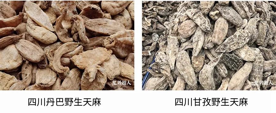 贵州的道地药材天麻,天麻属于哪里的道地药材