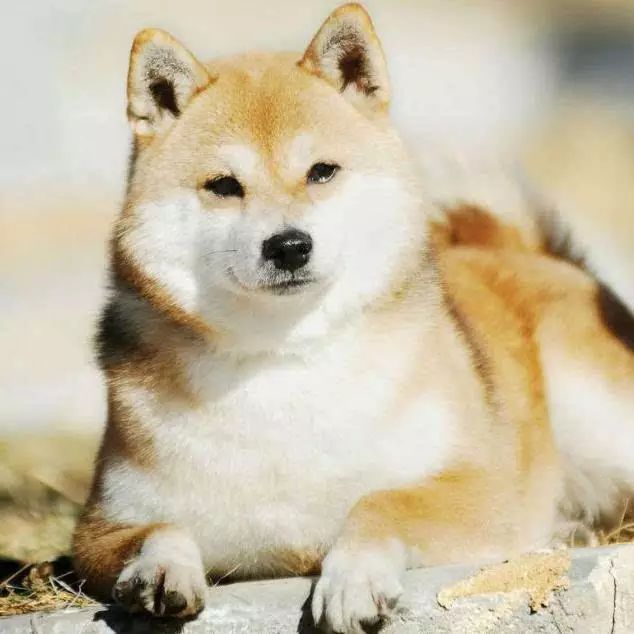 72种名犬分类介绍及图片,72种名犬及图片