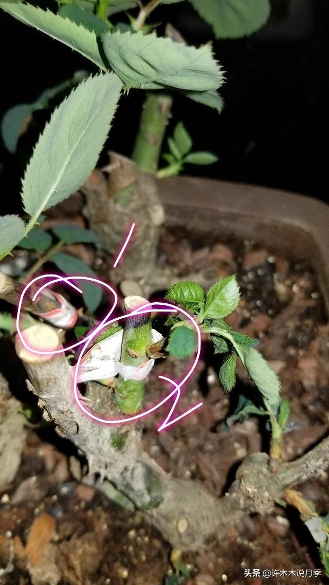 月季老桩如果没有生根粉怎么办,月季老桩生根了是不是就完全活了