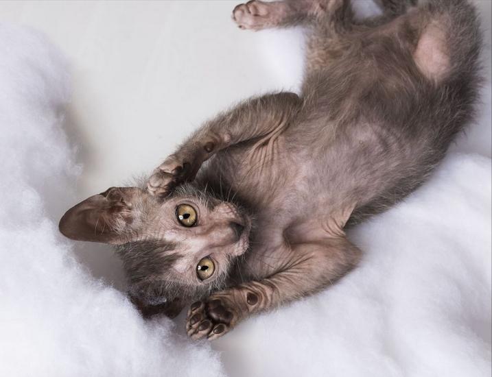 没有攻击性的猫,公认无攻击性的猫你最喜欢哪只