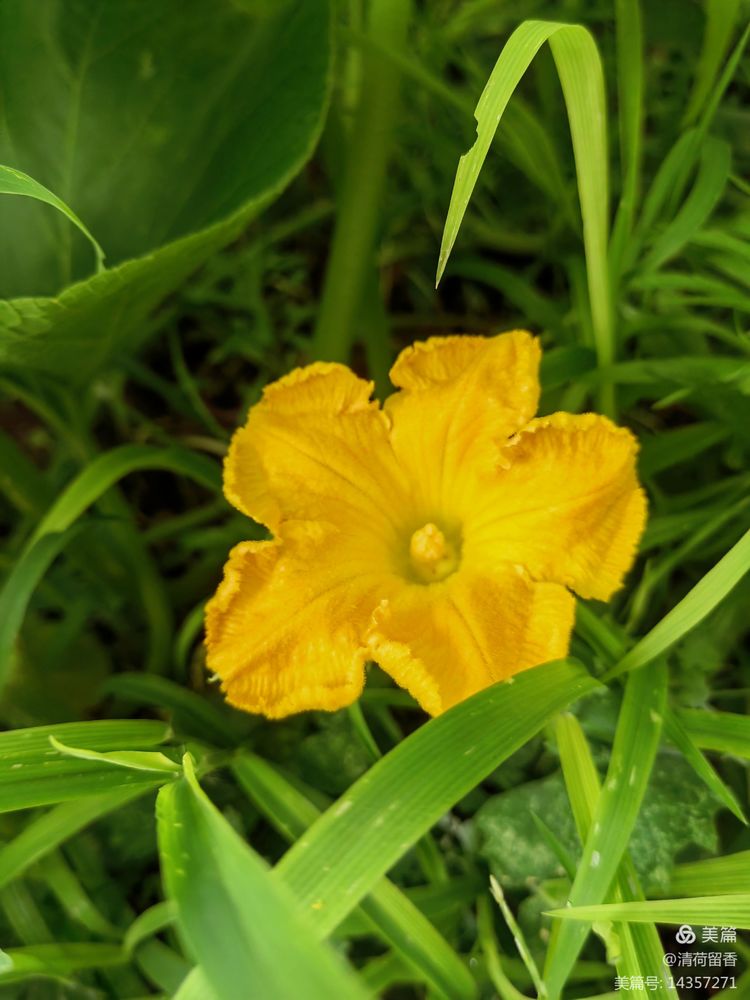 散文：黄黄的瓜花儿