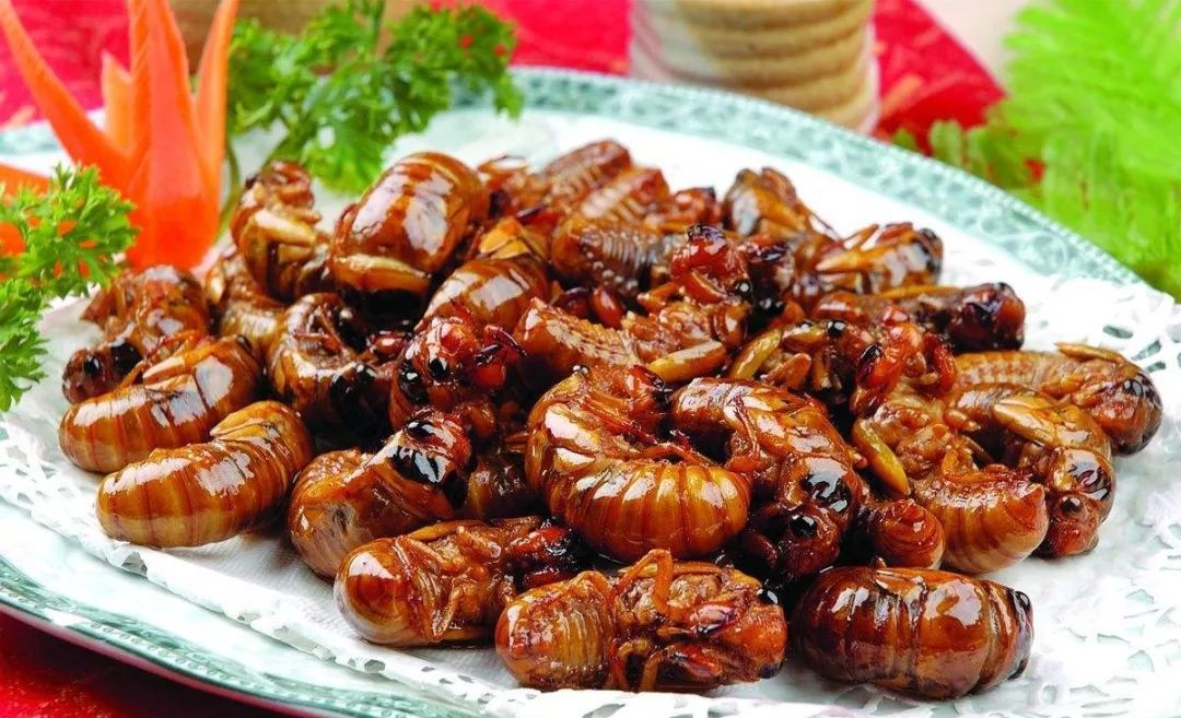 金蝉吃了有什么好处,金蝉到底能不能吃