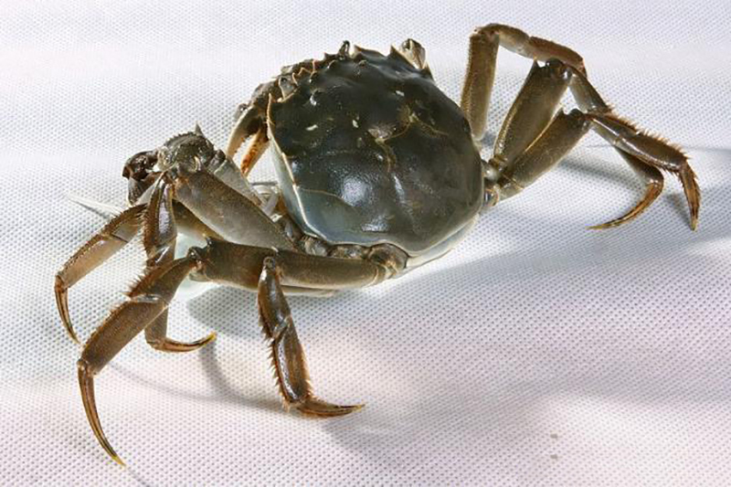 大闸蟹俗称什么,野生中华绒毛大闸蟹