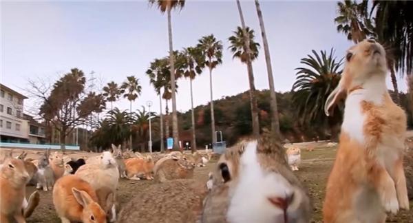 为解决澳洲泛滥成灾的兔子，直接出动轰炸机，四川人：暴殄天物