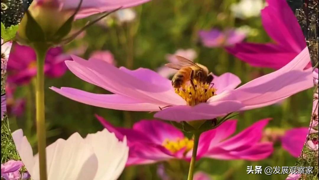 双流花海风景,双流紫色花海