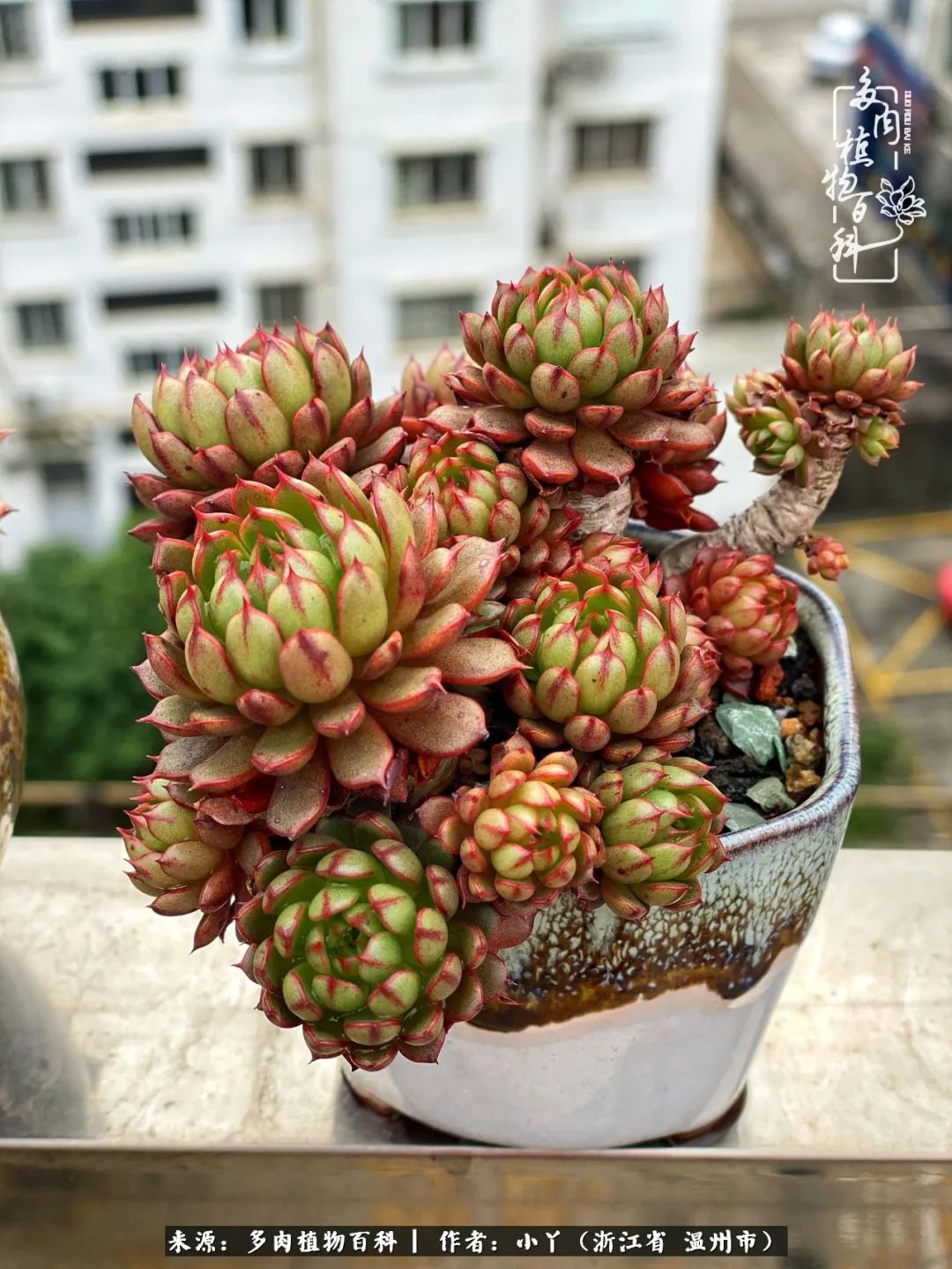 祖上无院家里无矿,一腔浪漫情怀付诸楼顶造花