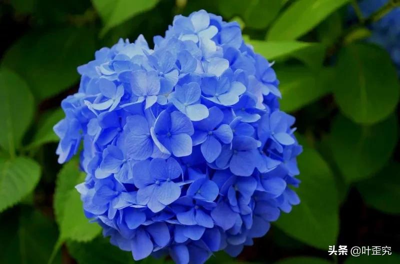 山前青青野艾草，你家门前插几枝？