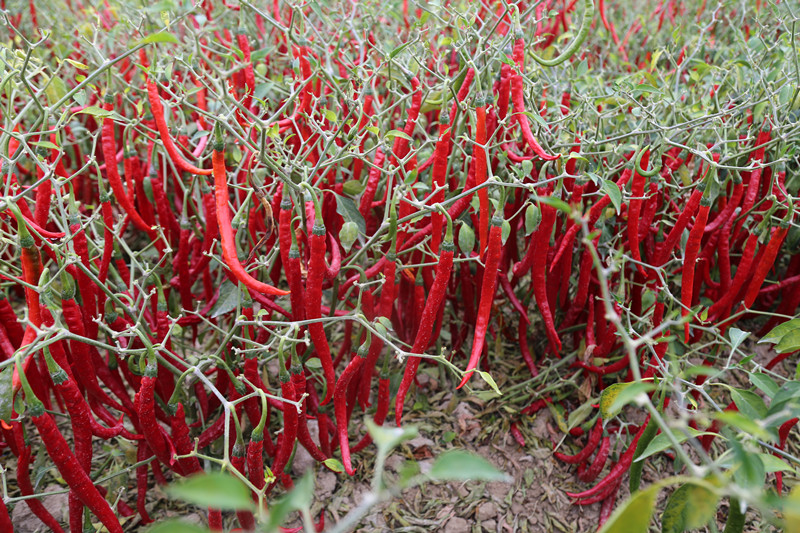 新疆兵团农七师128团,兵团第七师农业种植