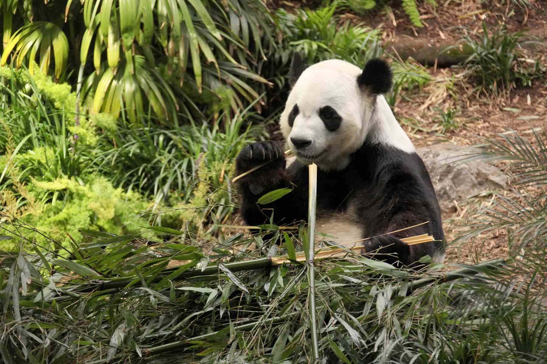 英国有领养大熊猫的资格,英国爱丁堡动物园即将归还大熊猫