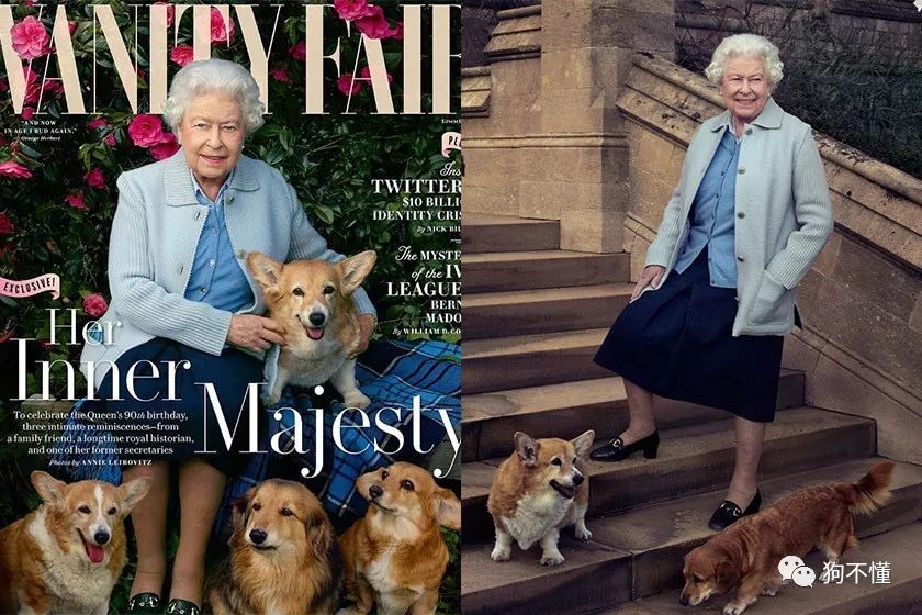 现在国家有没有动物保护法,2022年各国动物保护法