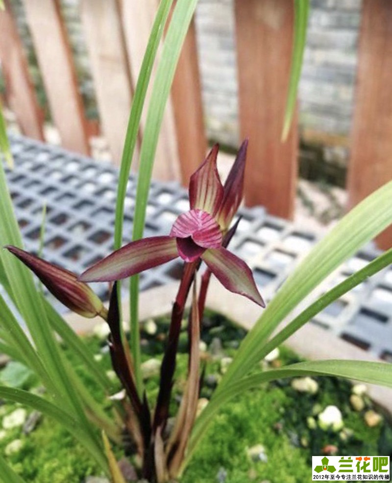 兰花两腐病用什么杀菌剂,兰花腐叶病用什么药