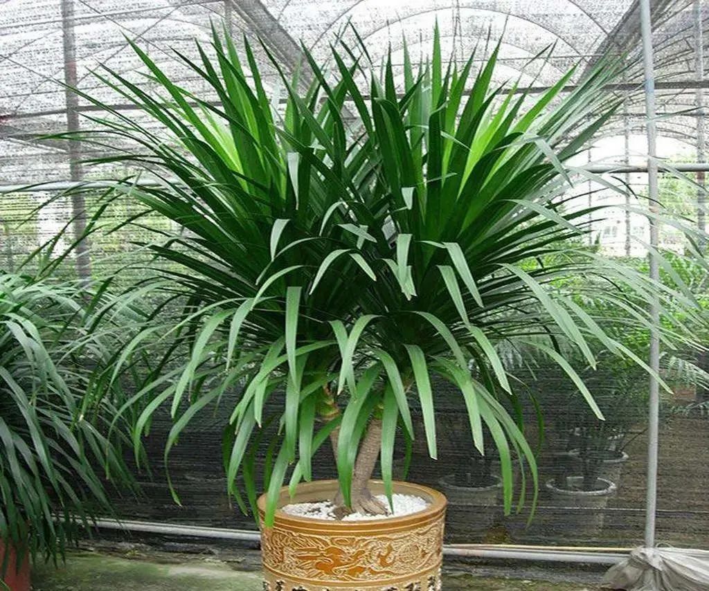 龙须树步步高升,龙须树好运