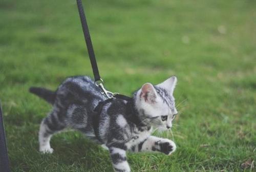 猫咪绝育术后三天不排便,猫咪绝育后护理视频