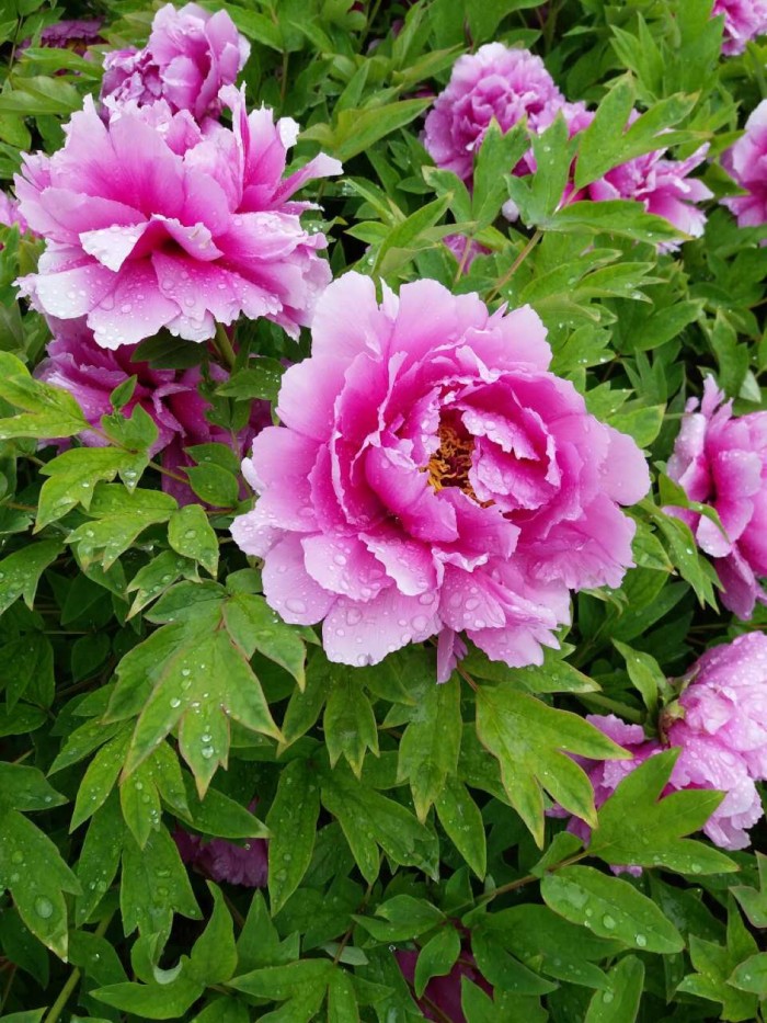 谷雨三天看牡丹的传说,谷雨三朝看牡丹的句子