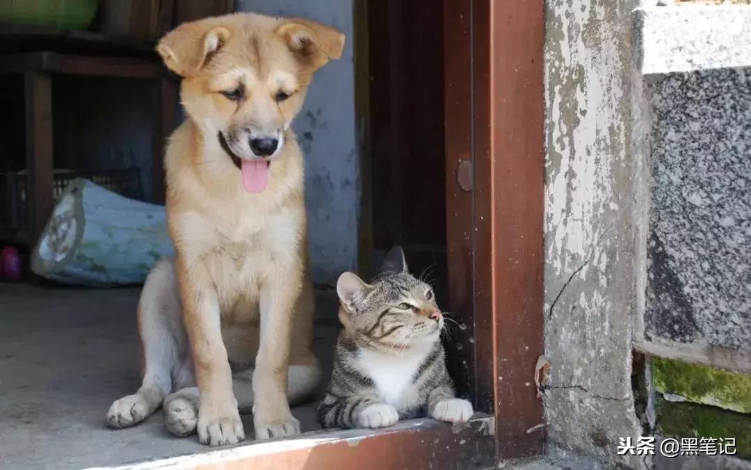 大事发生前有什么预兆,连续两把梳子断了什么征兆