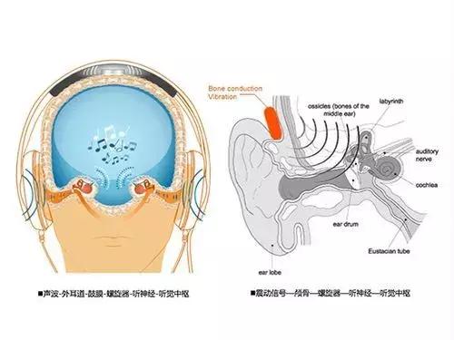 注意力不集中、鞋子穿反、喊他没反应？原来是孩子这里出了问题