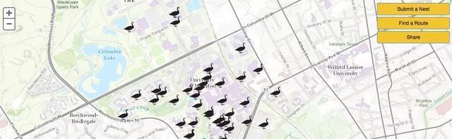 遇见恶霸你怎么办,遇见大鹅你应该怎么逃