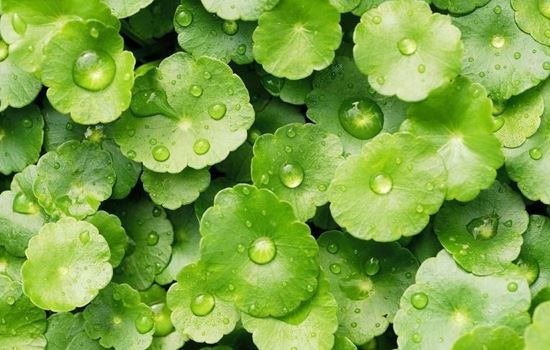 奇妙中医药免费阅读,奇妙中药79集视频