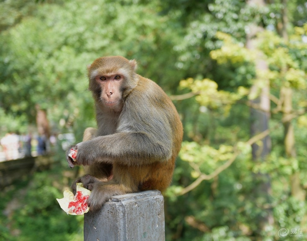 贵州：天下奇景大瀑布