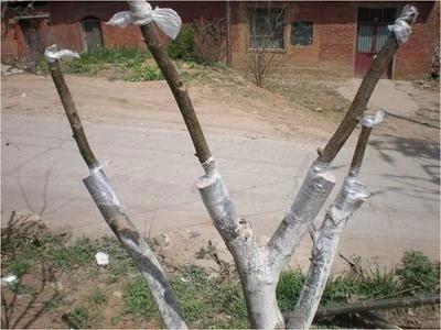 飞毛腿令人失望，洋拐杖换棍捞金