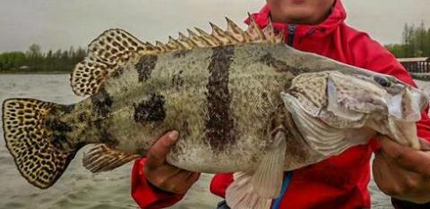 鳜鱼的钓法及技巧,鳜鱼怎么钓效果最好