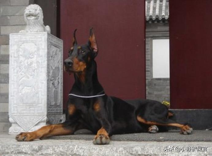 狗中战斗力最强杜宾,狗中绅士杜宾犬