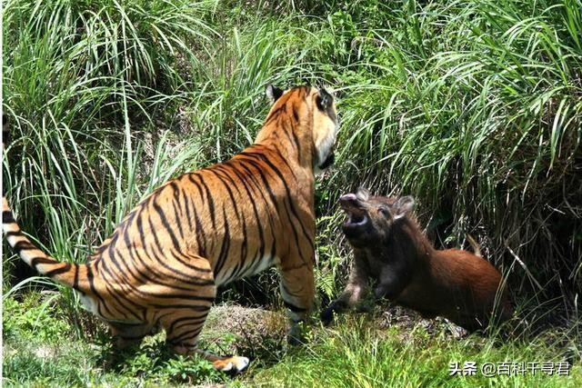 王者也会栽跟头——盘点在野生环境中杀死过成年老虎狮子的动物