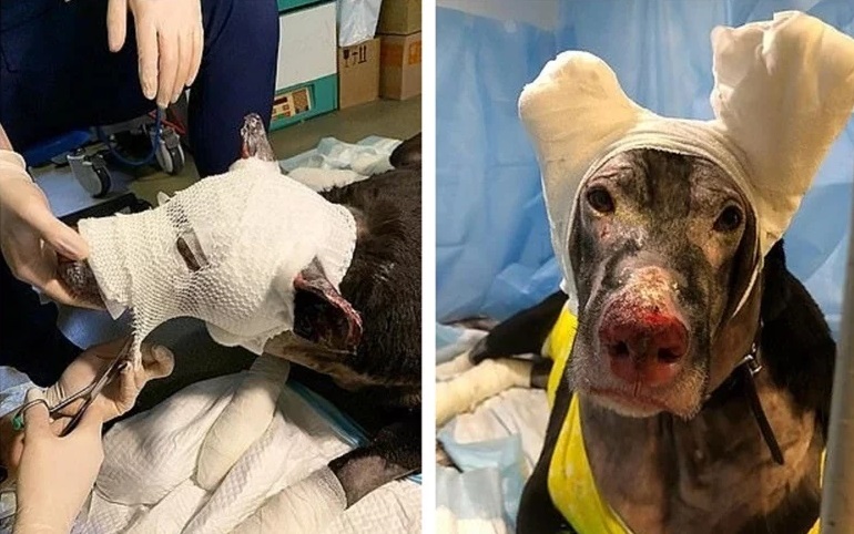 消防员火中救狗狗,消防员在火场救小狗全过程