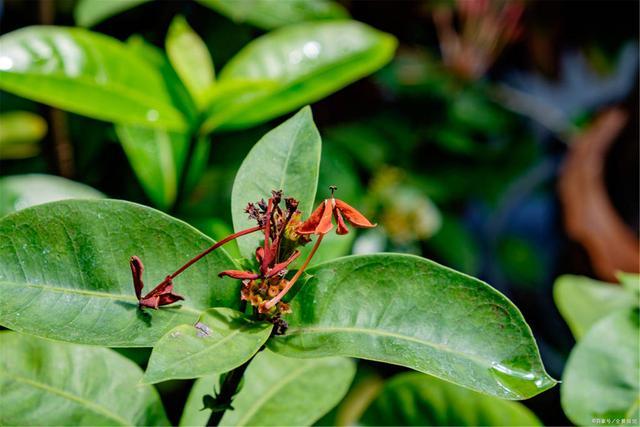 东野圭吾恶意凶手,恶意东野圭吾日高怎么死的