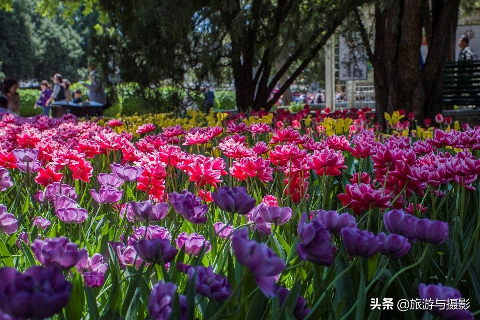 郁金香诗句经典五言,郁金香古诗词