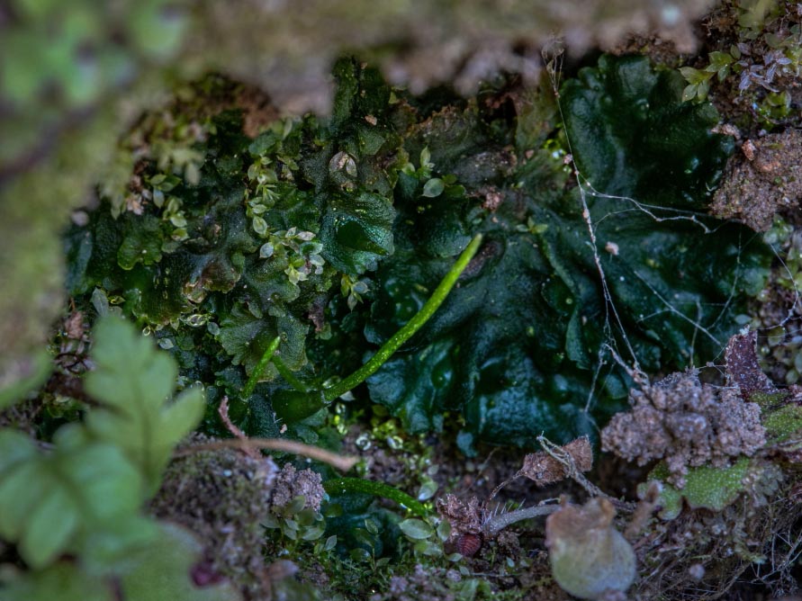 生活中苔藓,苔藓的一生经历了几个阶段