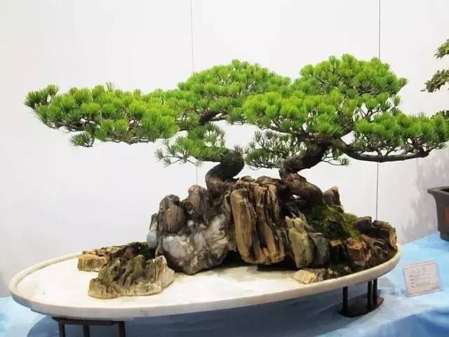 这才是中国的传统文化，每个国人都该看看