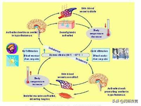 身体发热体温正常和发热有区别吗,人体发热有什么征兆