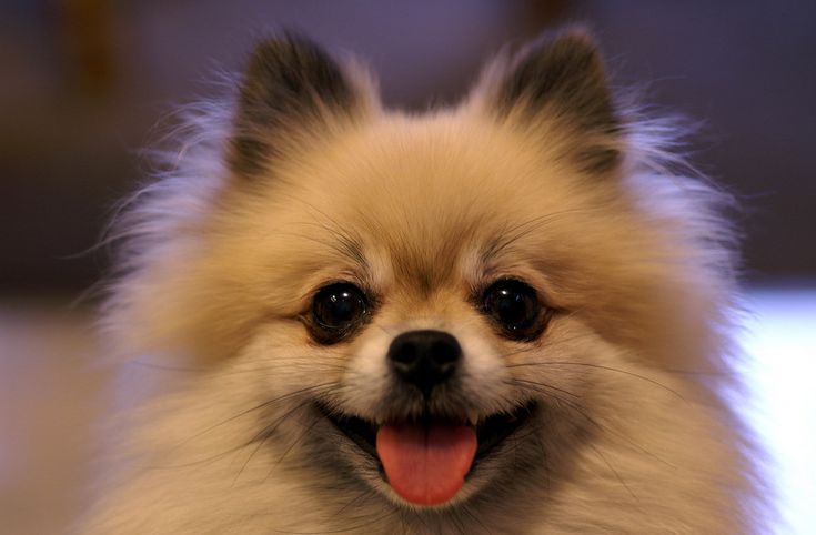 便宜又适合懒人养的小众宠物,单身男士上班族适合养什么宠物