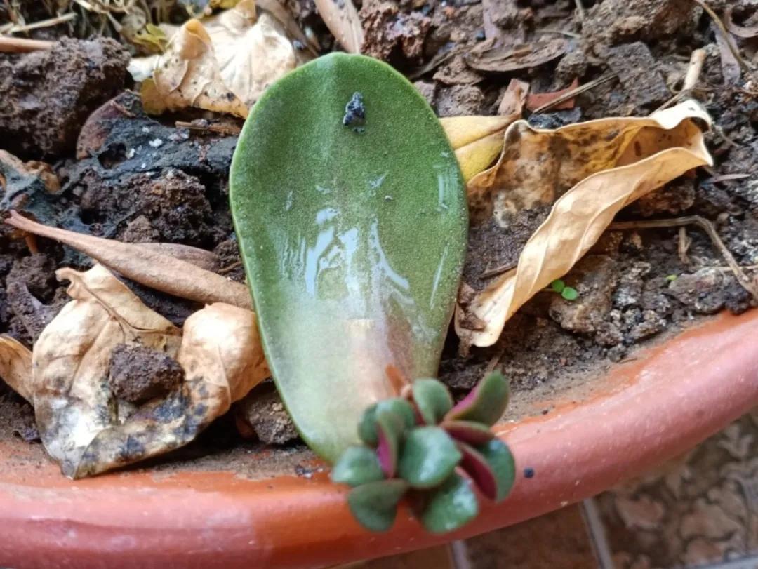 扦插花的养殖方法和技巧,养花扦插有妙招多肉