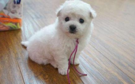 盘点那些奇形怪状的狗狗,十种狗狗比起来哪种狗狗最厉害呢