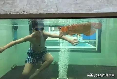 国外某熊孩子把龙鱼吓脱臼了