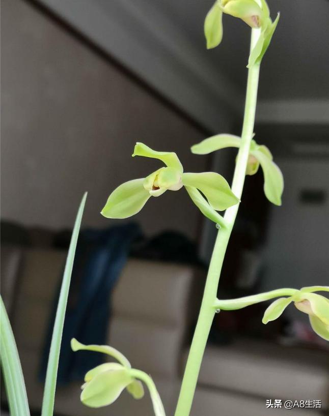 老上海兰花怎么挑选,每日一品中国兰花春兰