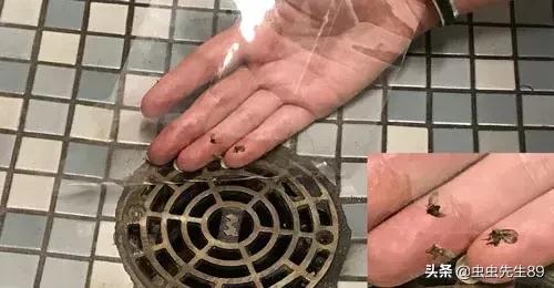蹲便厕所小飞虫如何彻底消除,怎样消除厕所里的飞虫